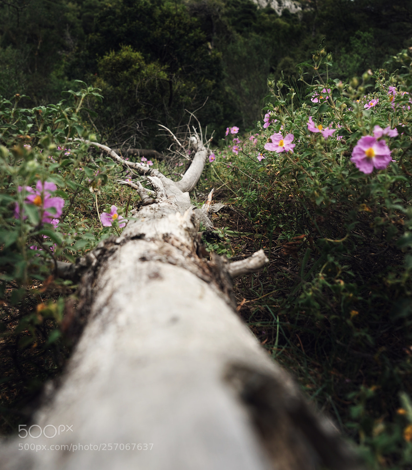 Sony a7 sample photo. Rust photography