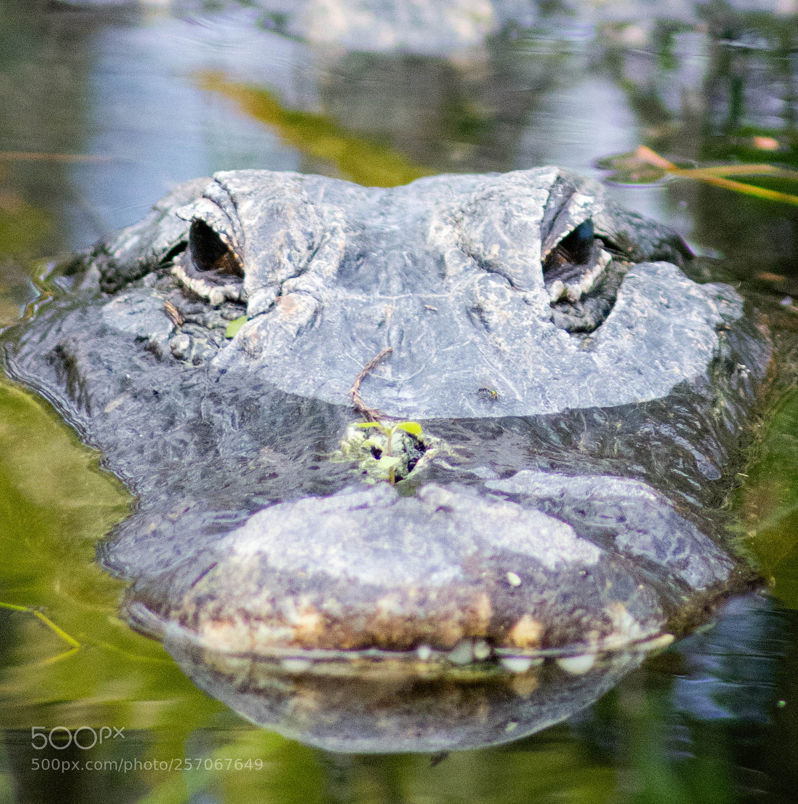 Nikon D7100 sample photo. Alligator photography
