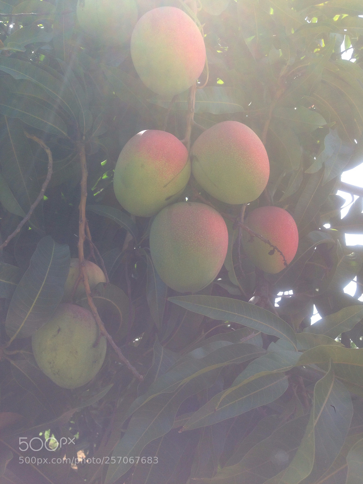 Apple iPhone 5 sample photo. Untitled photography
