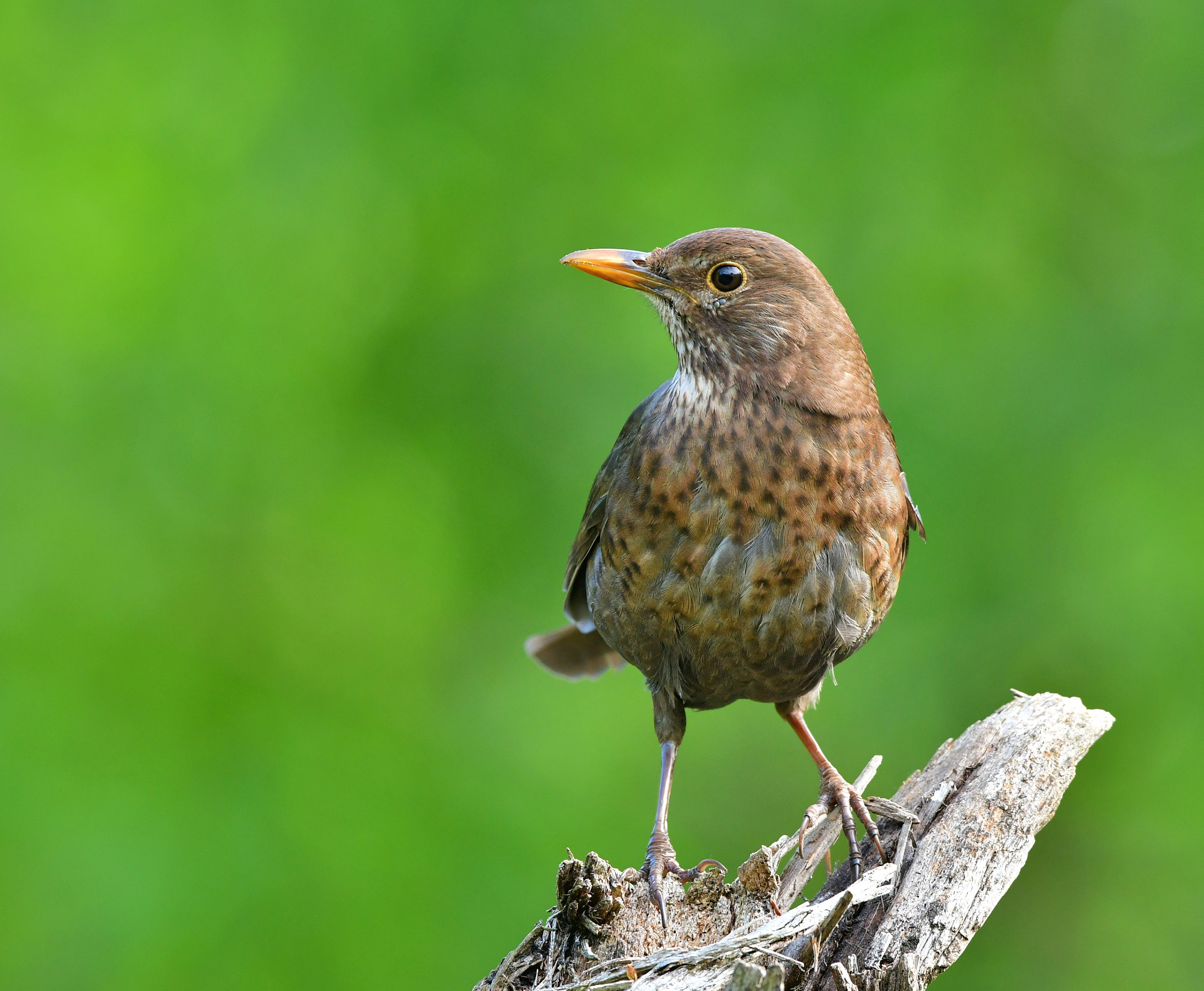 Nikon AF-S Nikkor 500mm F4G ED VR sample photo. Merel photography