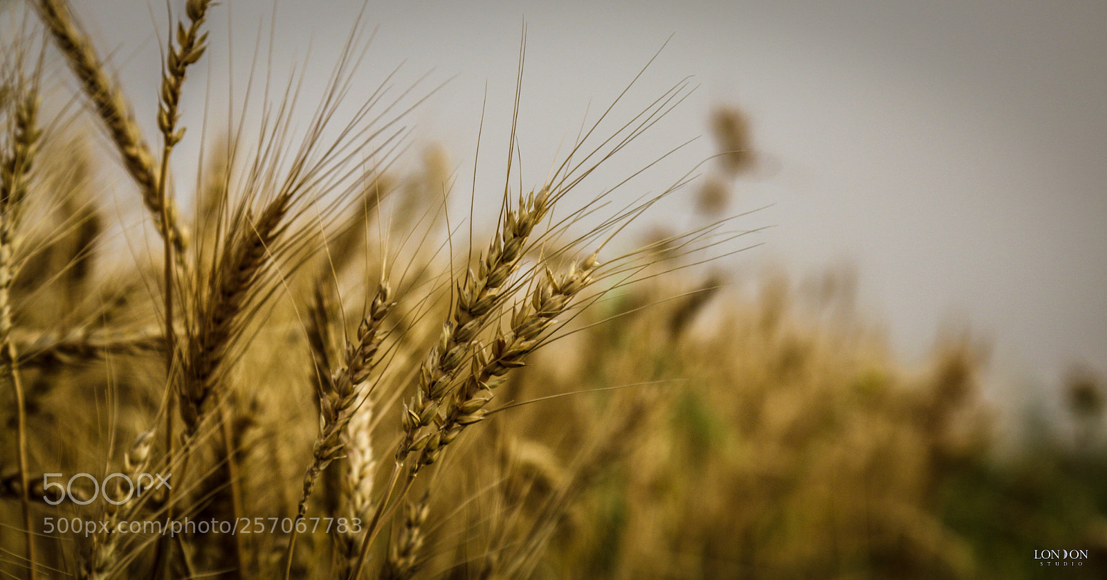 Canon EOS 70D sample photo. Untitled photography
