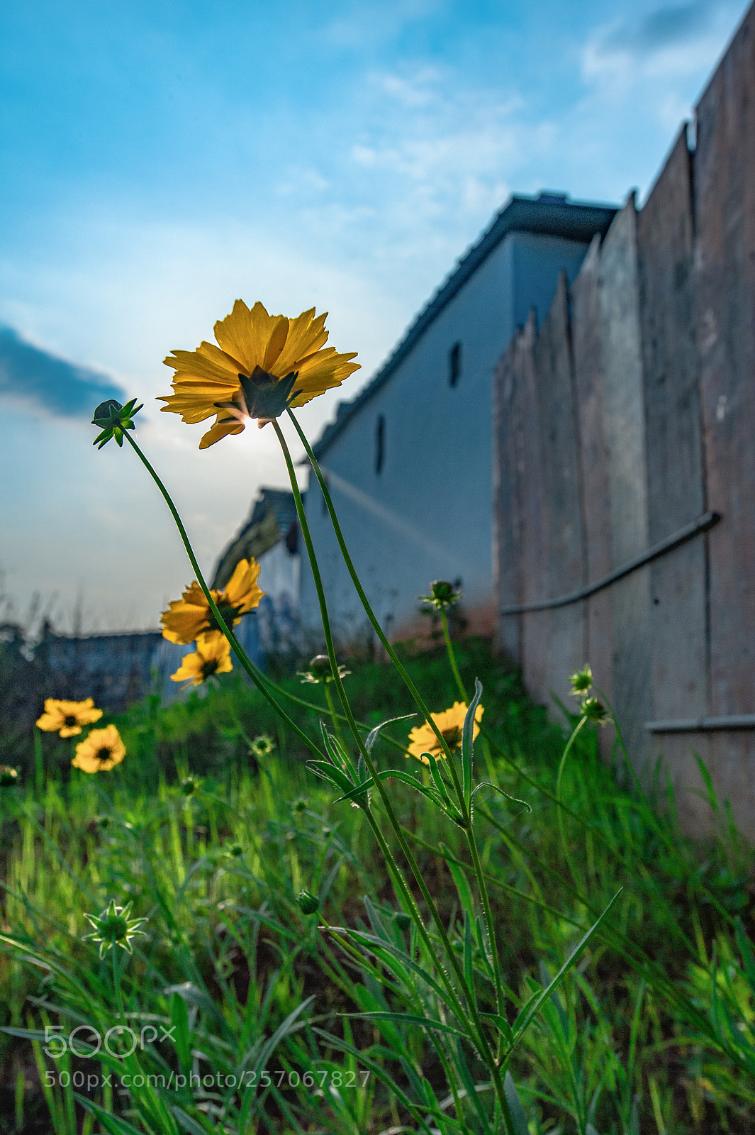 Nikon D3 sample photo. Untitled photography