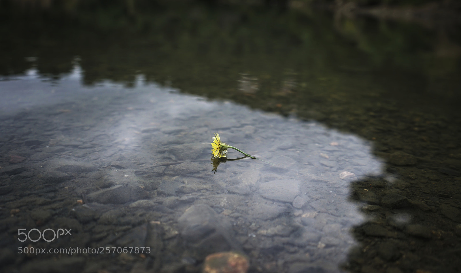 Sony a7 sample photo. Lonely flower photography