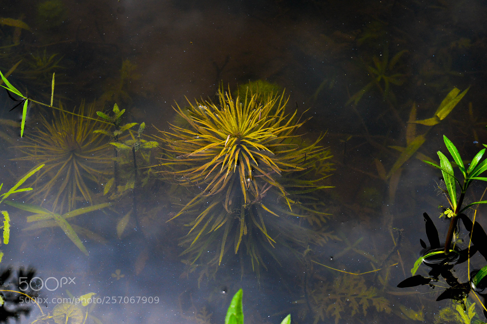 Nikon D3200 sample photo. Life is water! photography