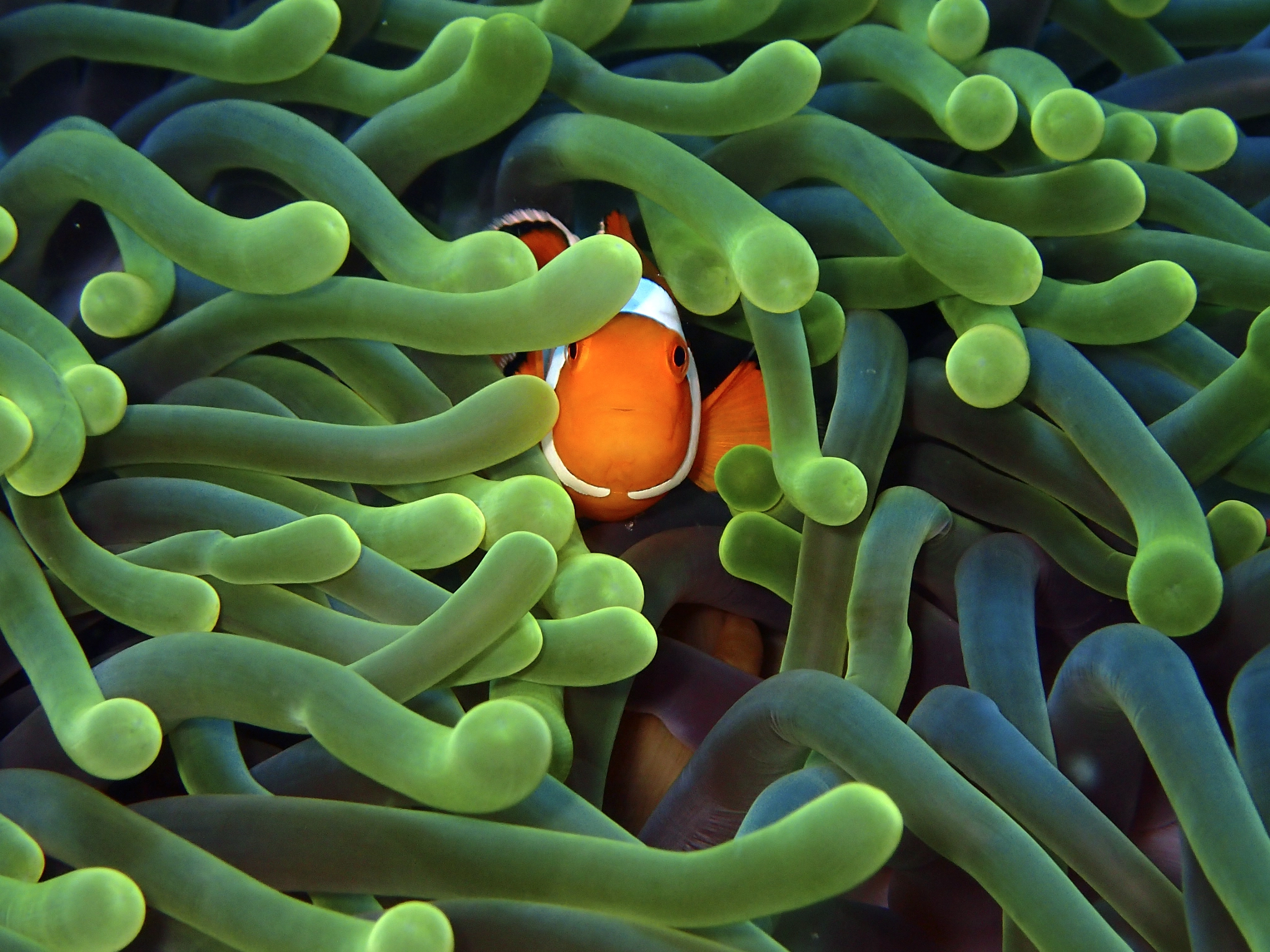 Olympus TG-4 sample photo. False clownfish, batu bolong, komodo island photography