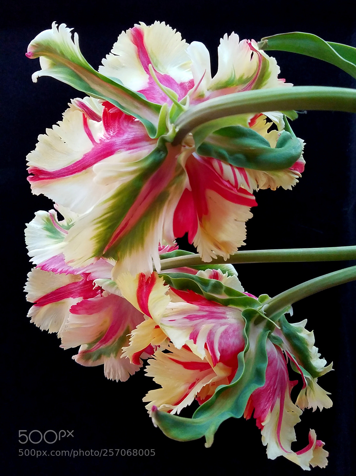 Samsung Galaxy S7 sample photo. Parrot tulips photography