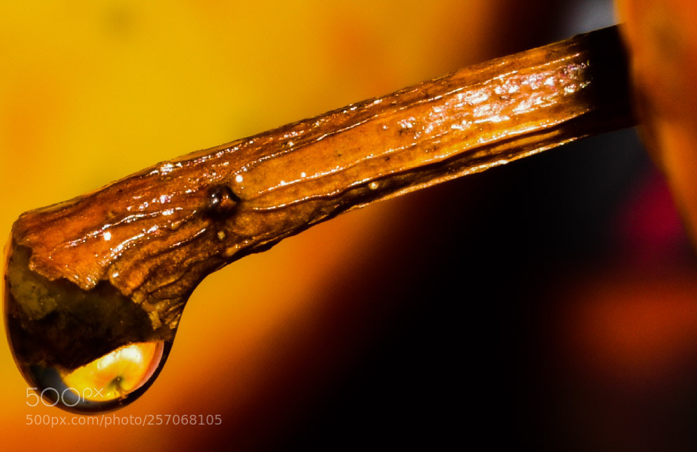 Nikon D3400 sample photo. Apple in the waterdrop photography