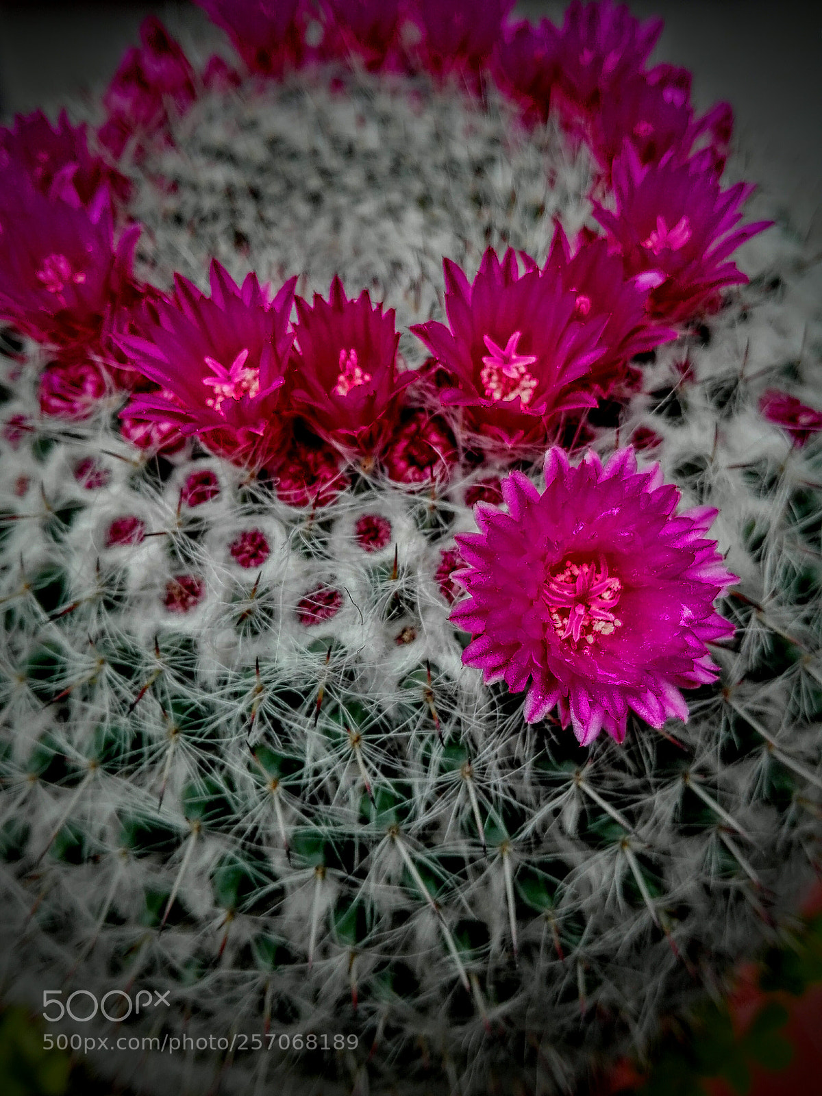 HUAWEI P8 Lite sample photo. Cactus flowers photography