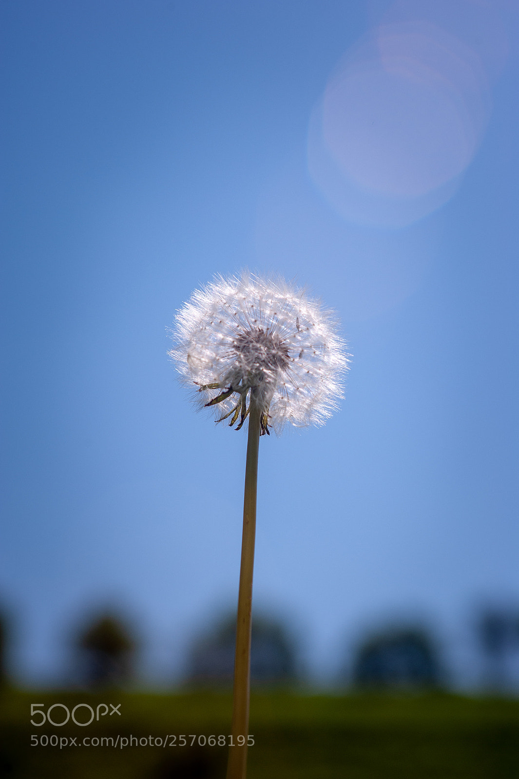Nikon D700 sample photo. Dandelion photography