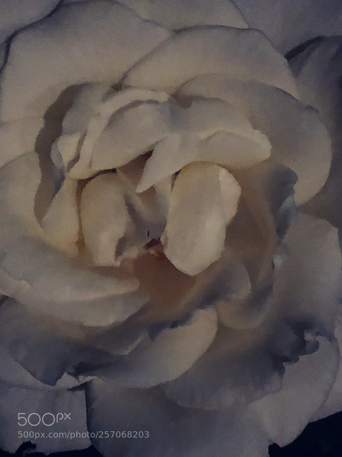 Apple iPhone 8 Plus sample photo. Out of focus photography