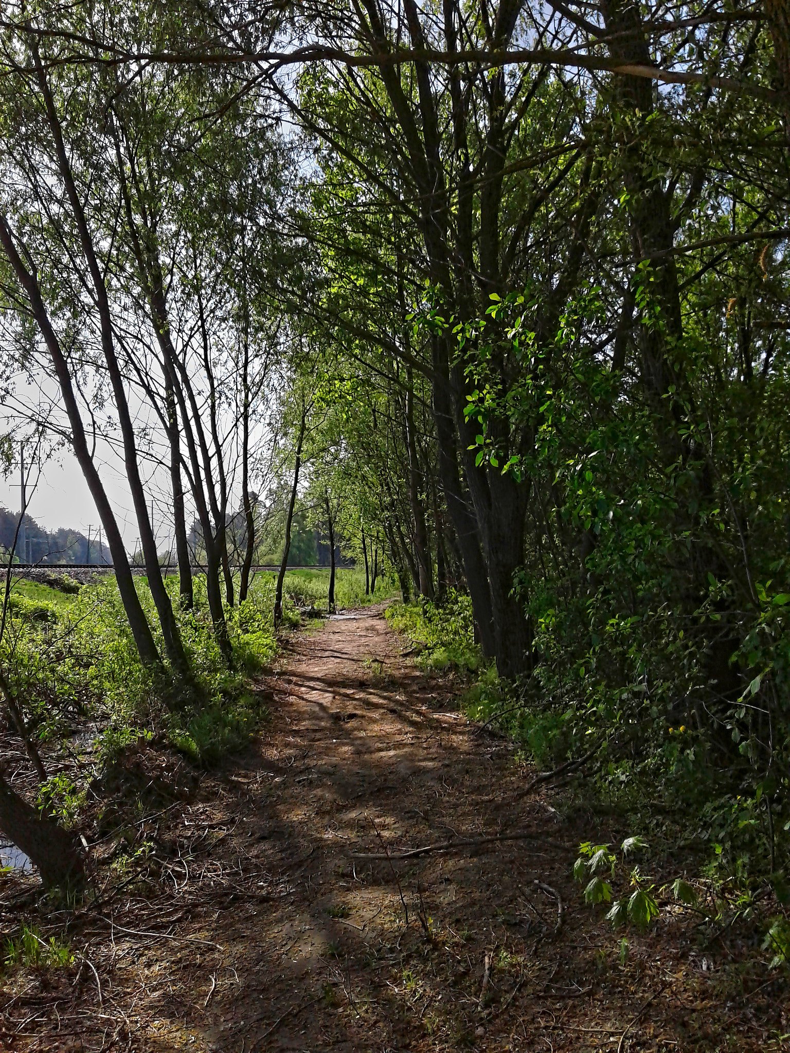 Samsung Galaxy J1 sample photo. Forest path photography