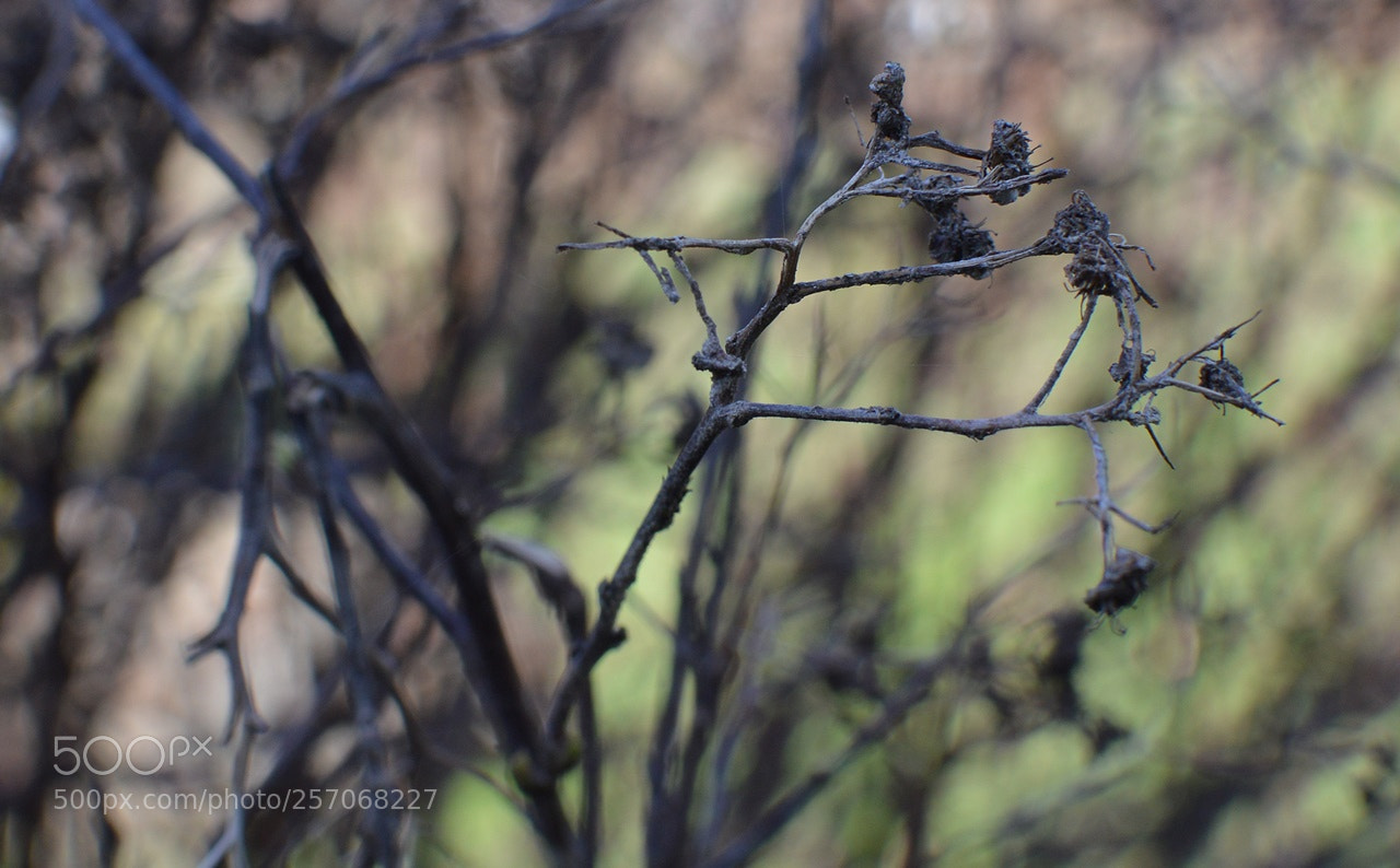 Nikon D3200 + Nikon AF-S DX Nikkor 35mm F1.8G sample photo. *** photography