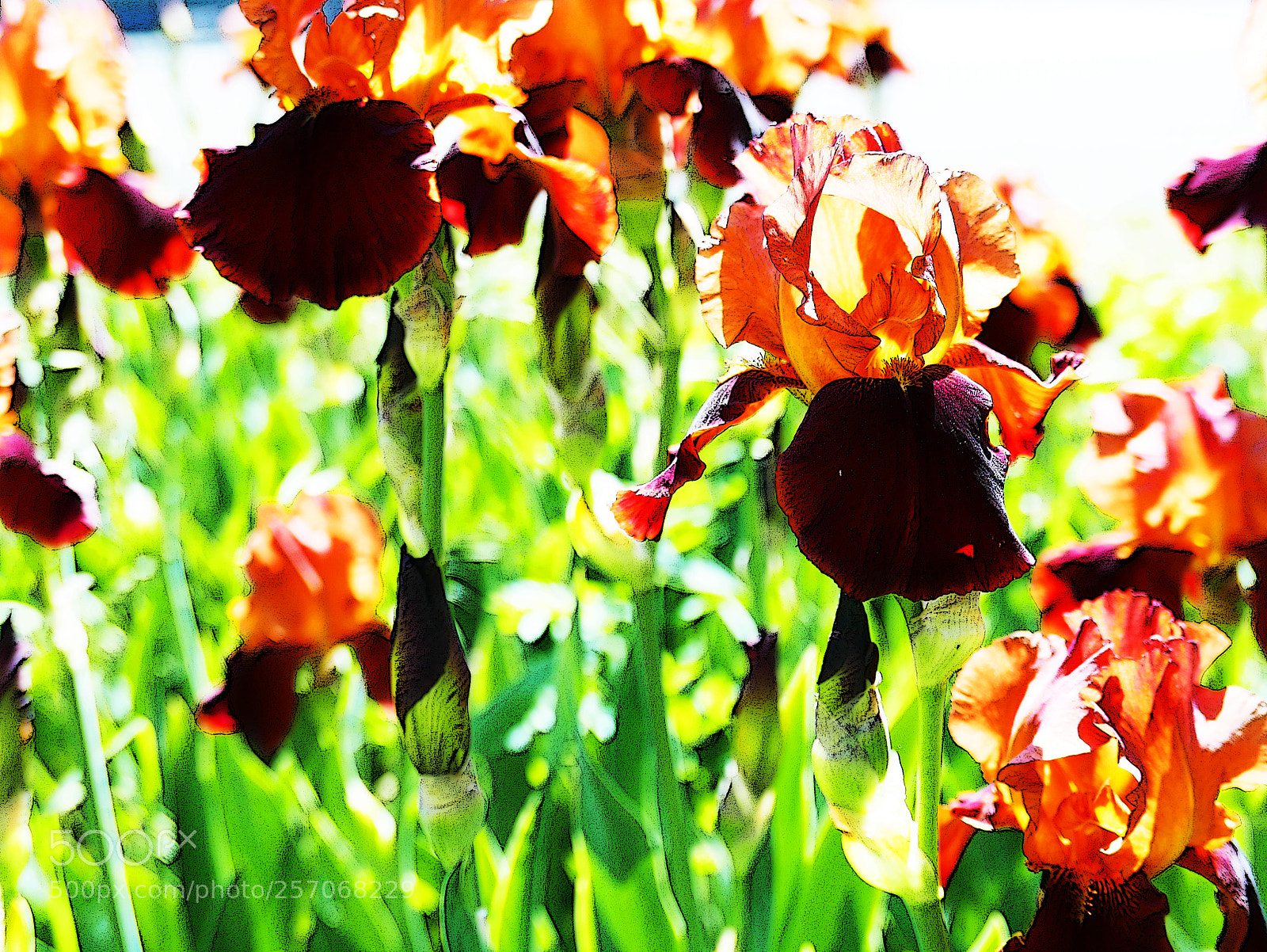 Leica D-Lux (Typ 109) sample photo. Iris flowers in saturated photography