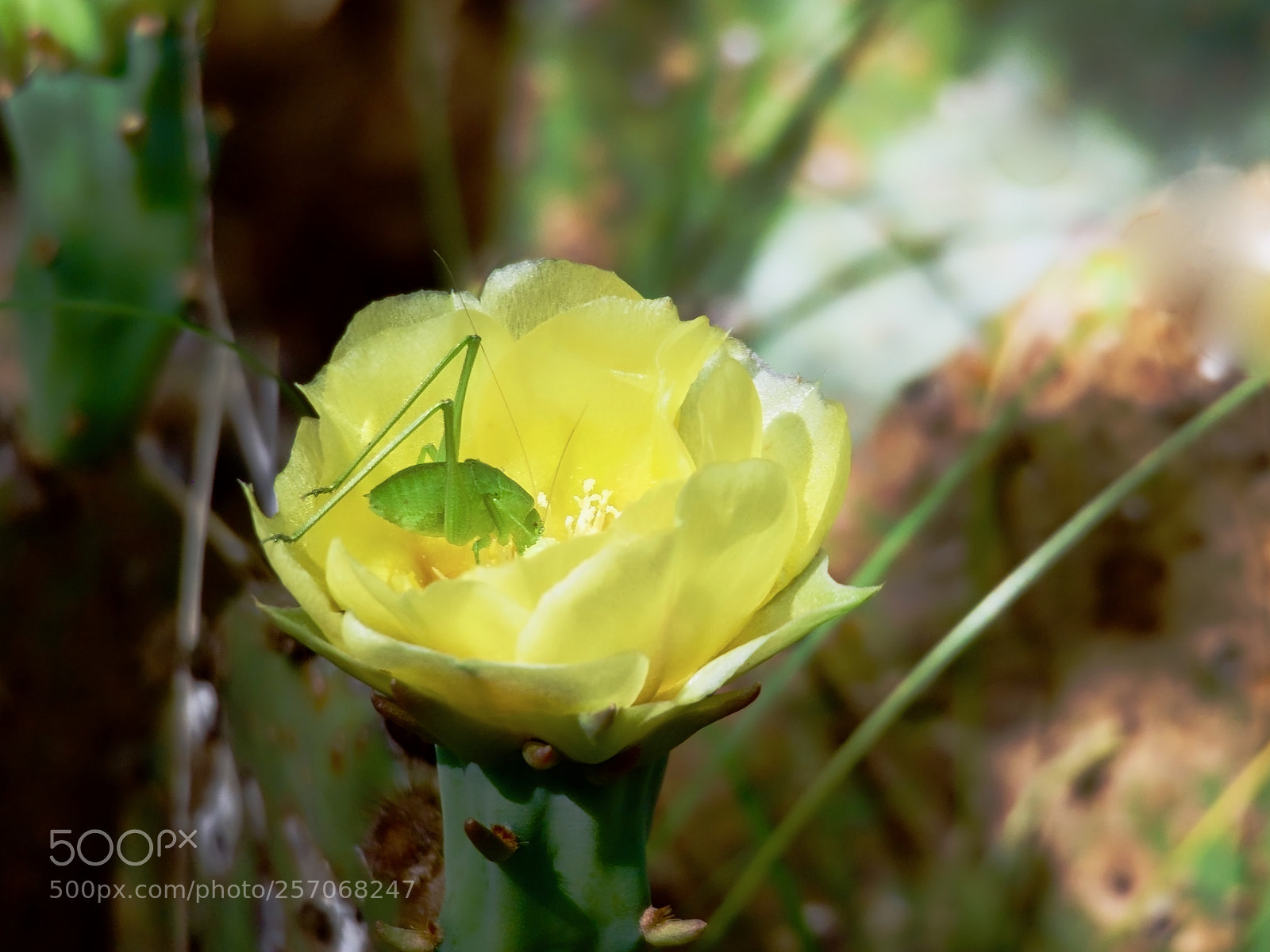 Olympus OM-D E-M1 Mark II sample photo. Pollen eater photography
