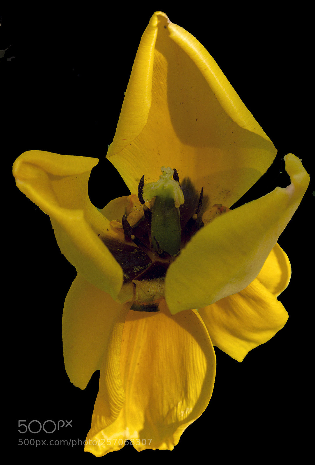 Canon EOS 7D sample photo. Yellow tulip in decay photography