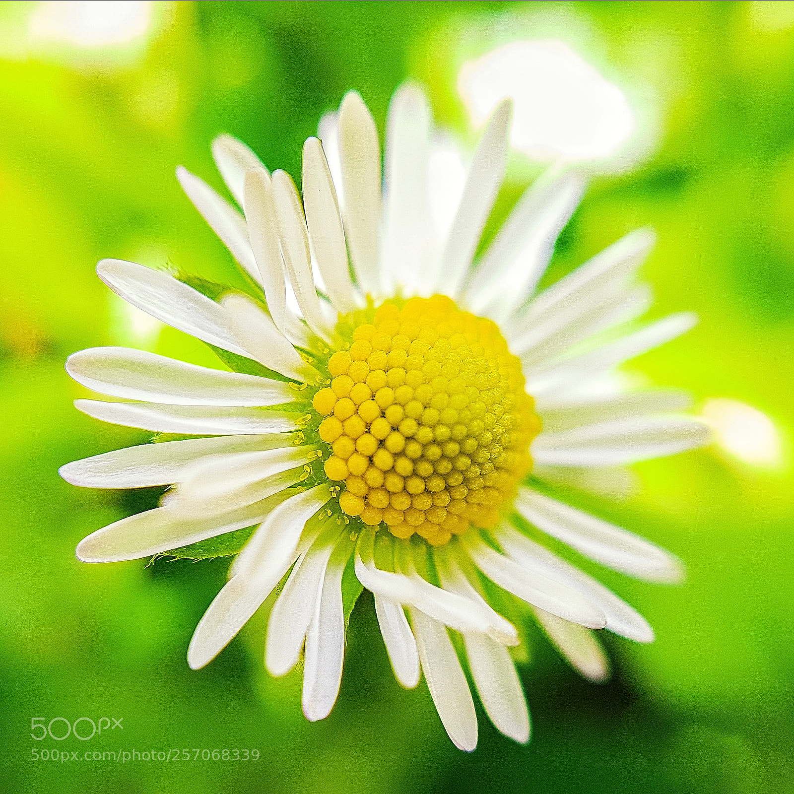 Samsung Galaxy S7 Edge sample photo. Daisy flower photography