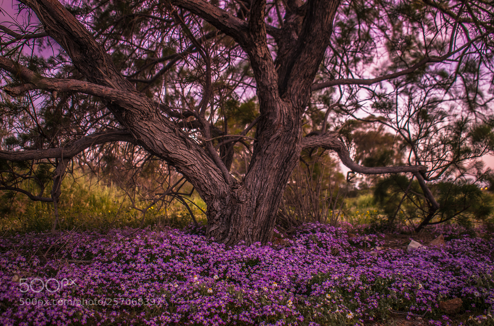 Nikon D3300 sample photo. Purple photography