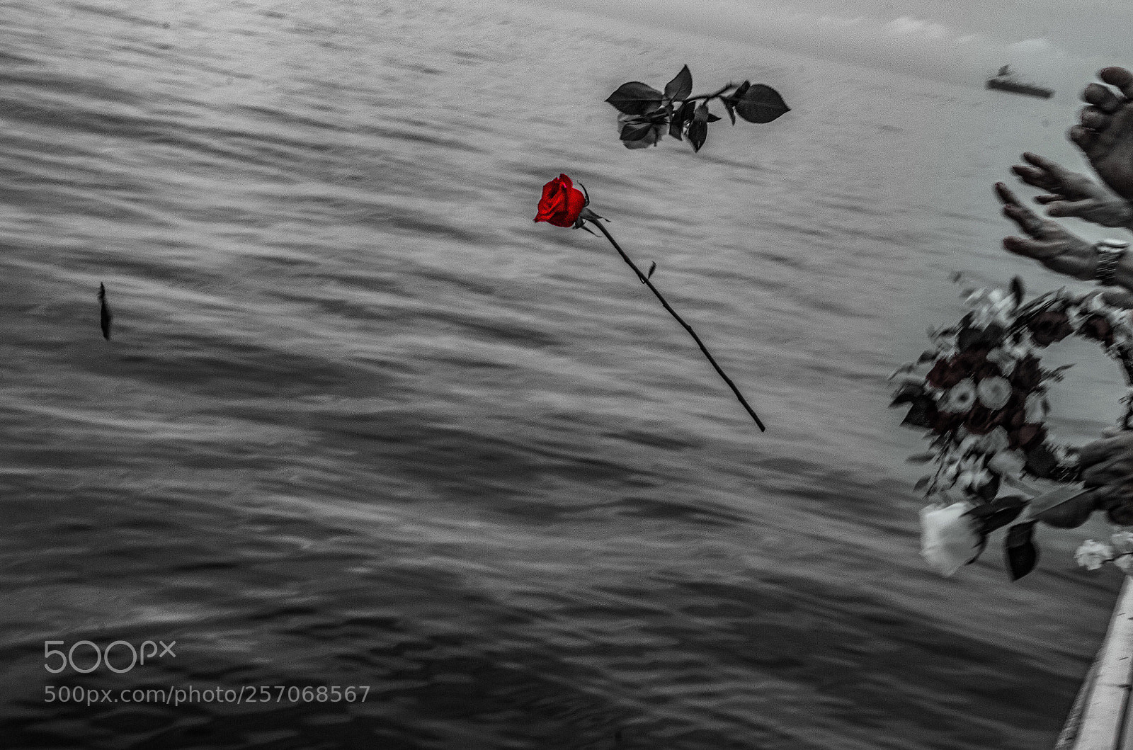 Nikon D7000 sample photo. Single rose photography