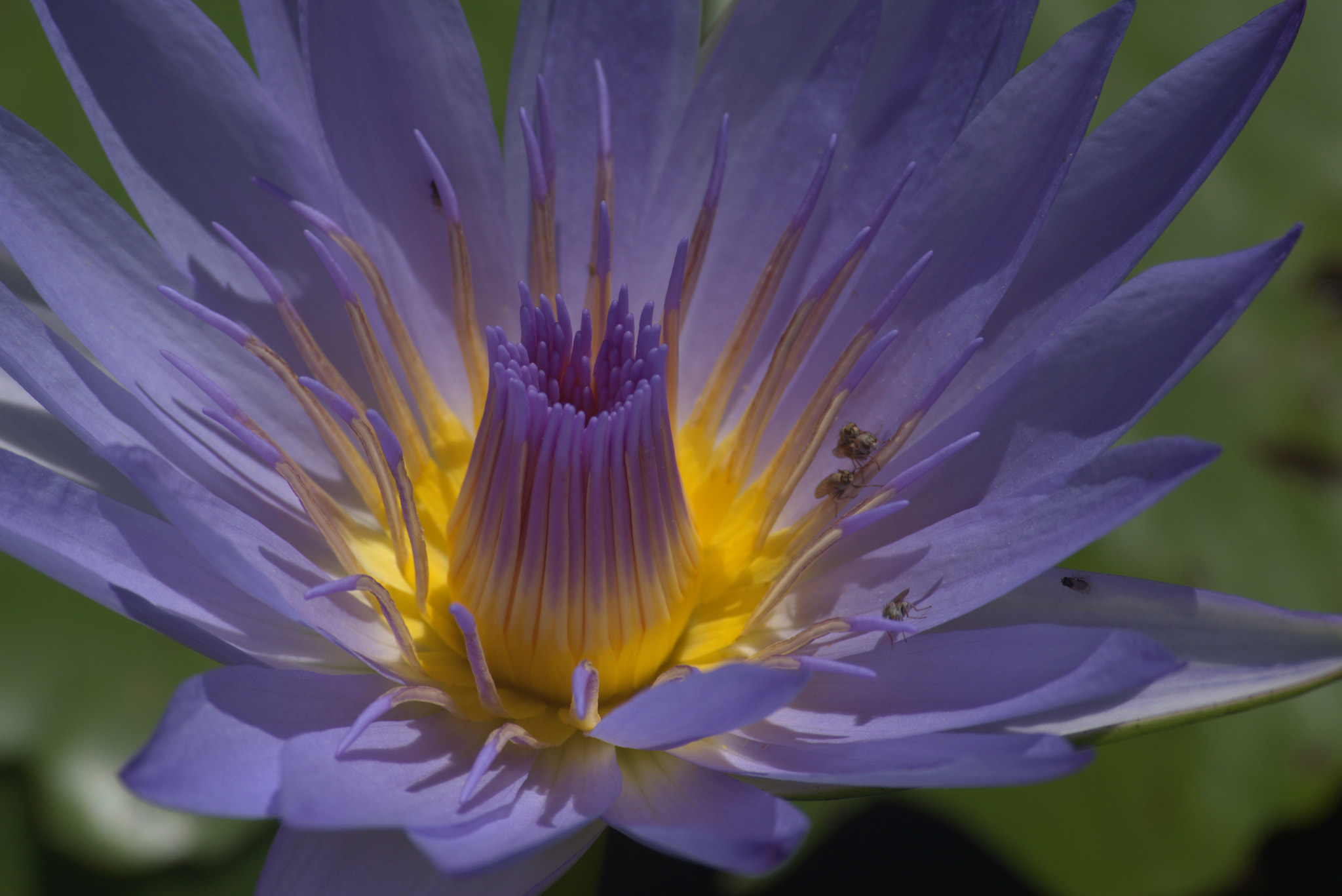 Nikon D3300 sample photo. Water lily flower photography
