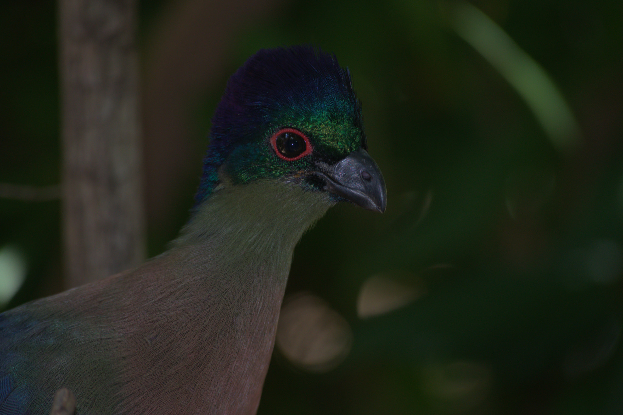 Nikon D3300 sample photo. Purple turaco photography