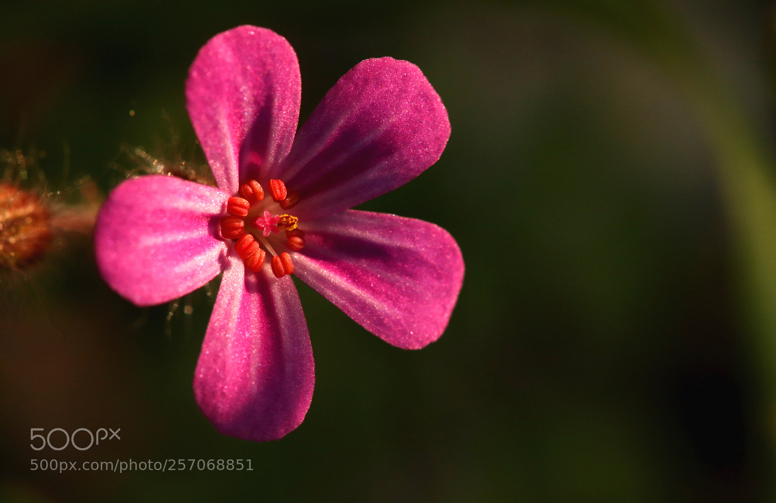 Canon EOS 77D (EOS 9000D / EOS 770D) sample photo. Glitter ii photography