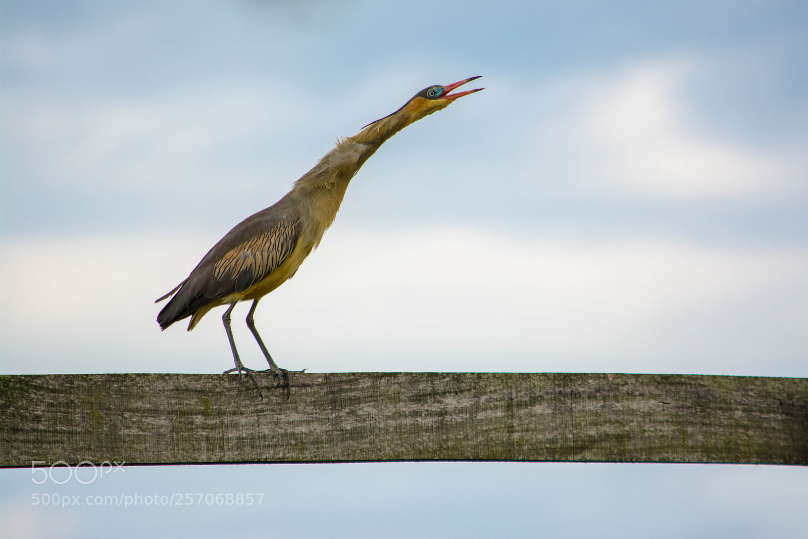 Nikon D7100 sample photo. Whistling heron(syrigma sibilatrix) photography