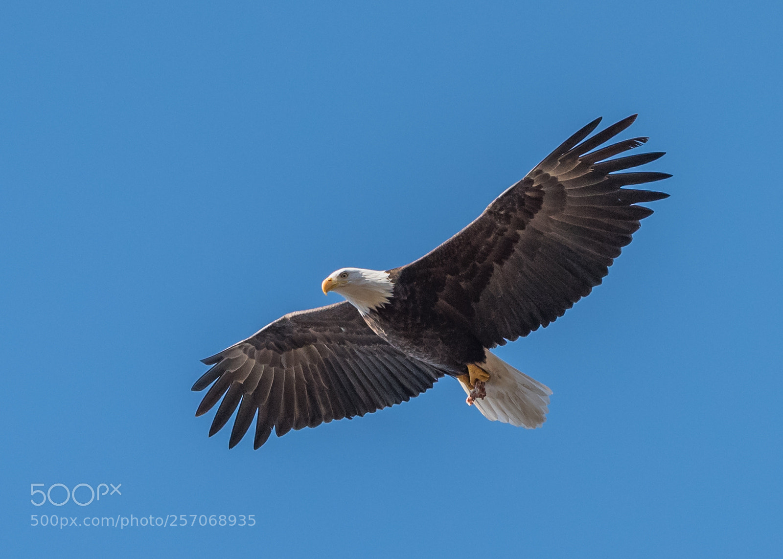 Nikon D750 sample photo. Fly like an eagle photography