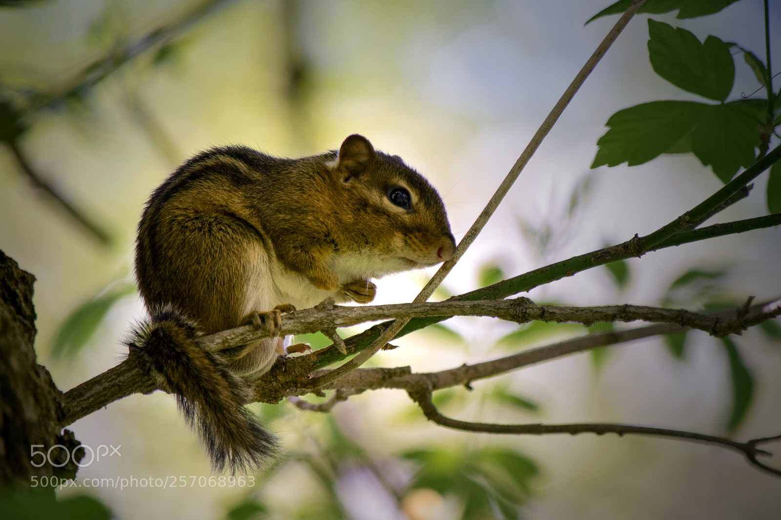 Nikon D3300 sample photo. Mirth munk photography