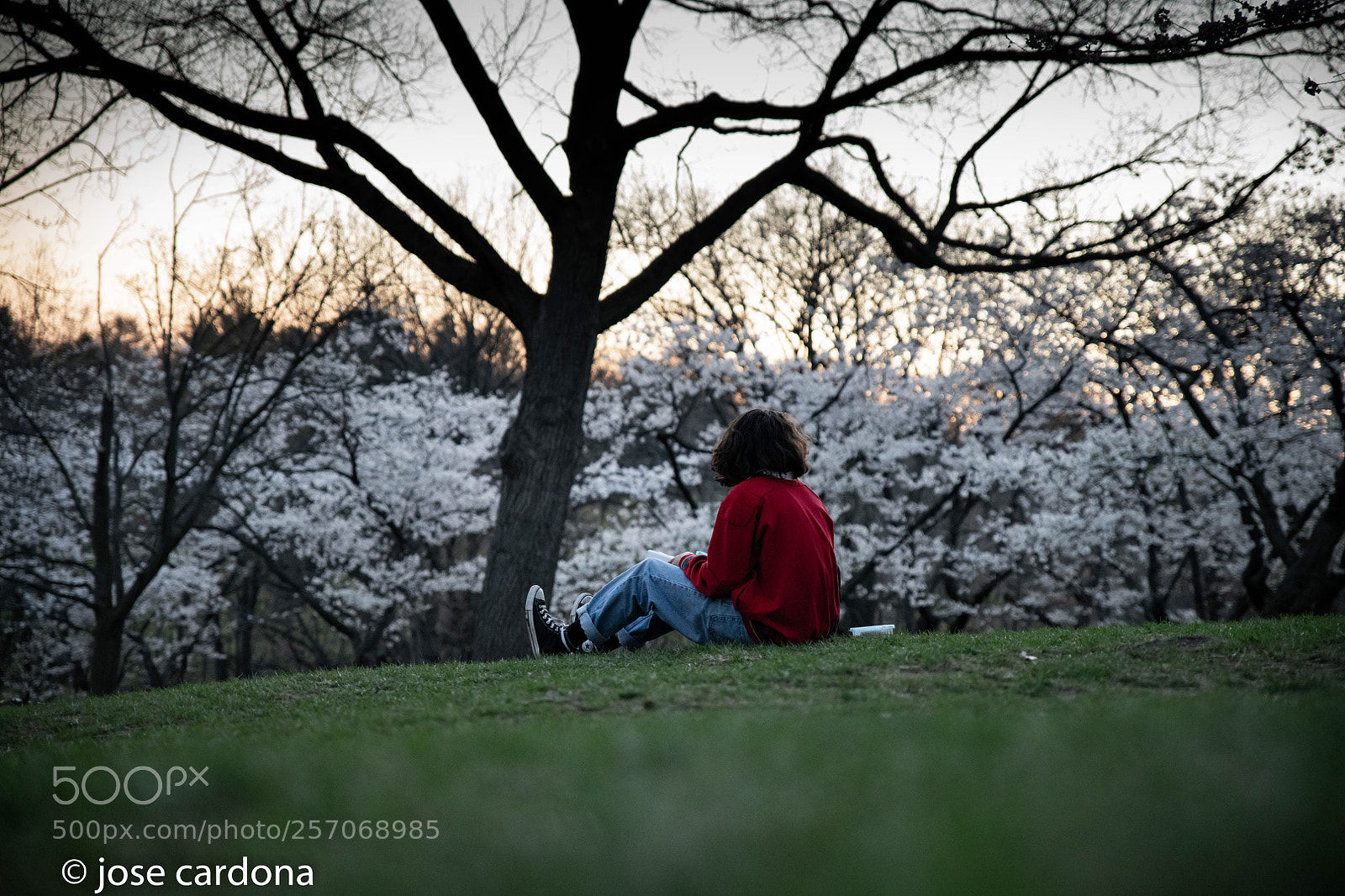 Nikon D850 sample photo. High park photography