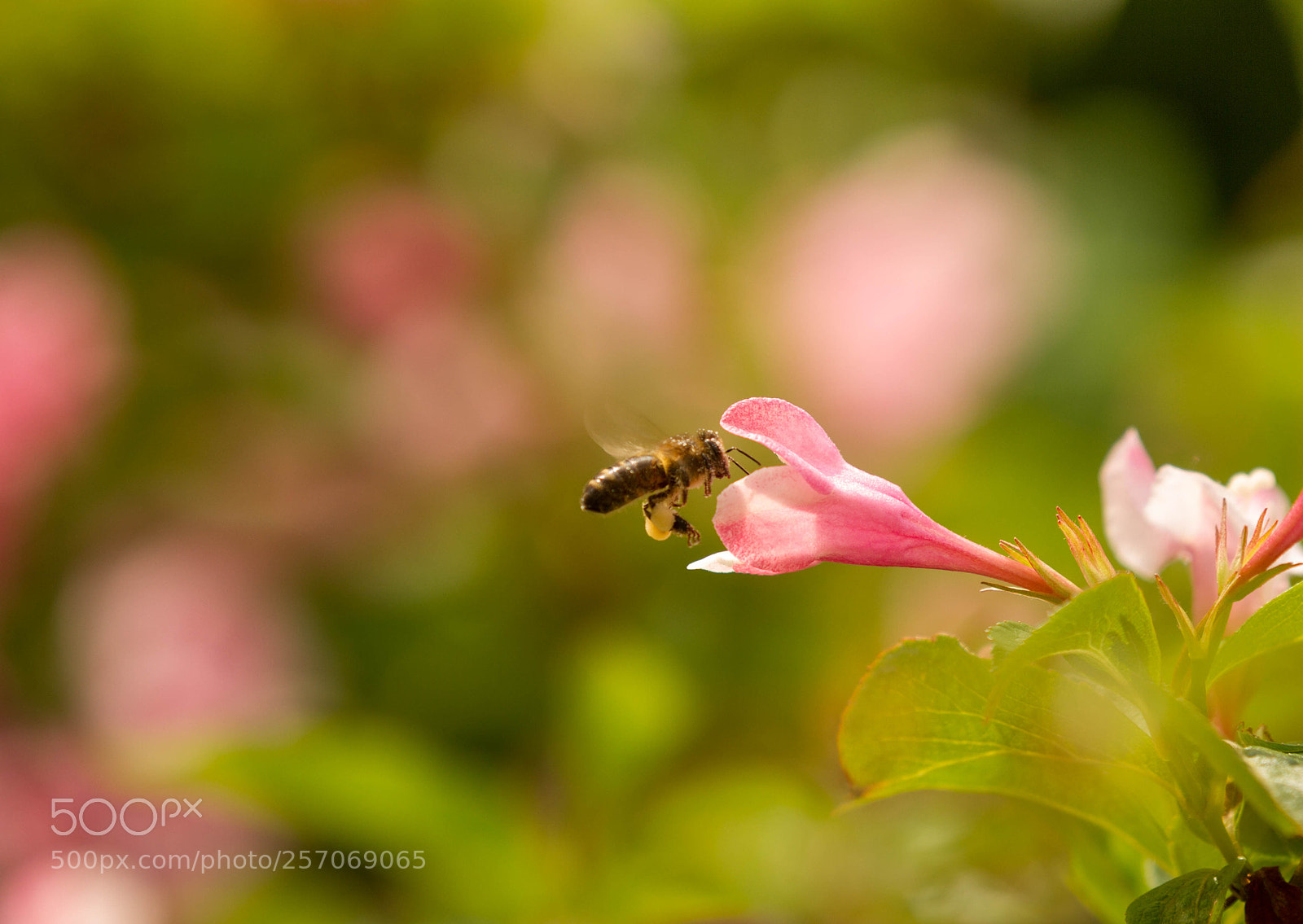 Canon EOS 7D sample photo. Bee at work photography