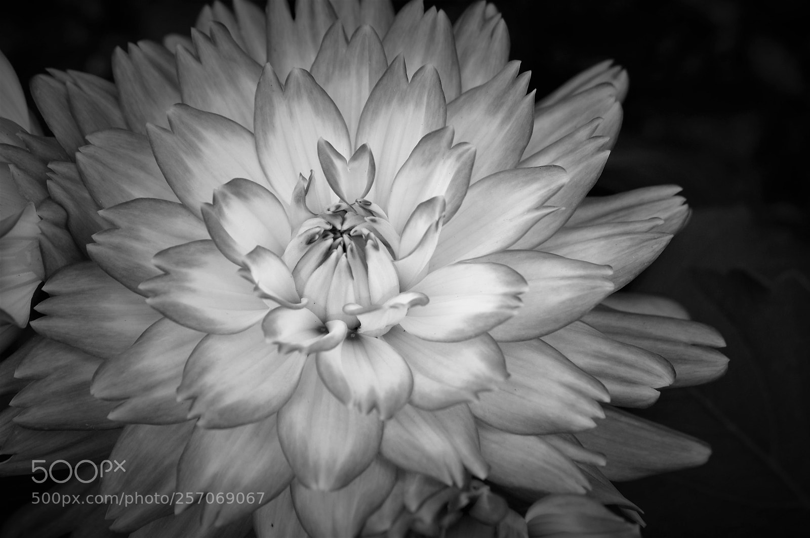 Nikon D3200 sample photo. Bw dahlia photography