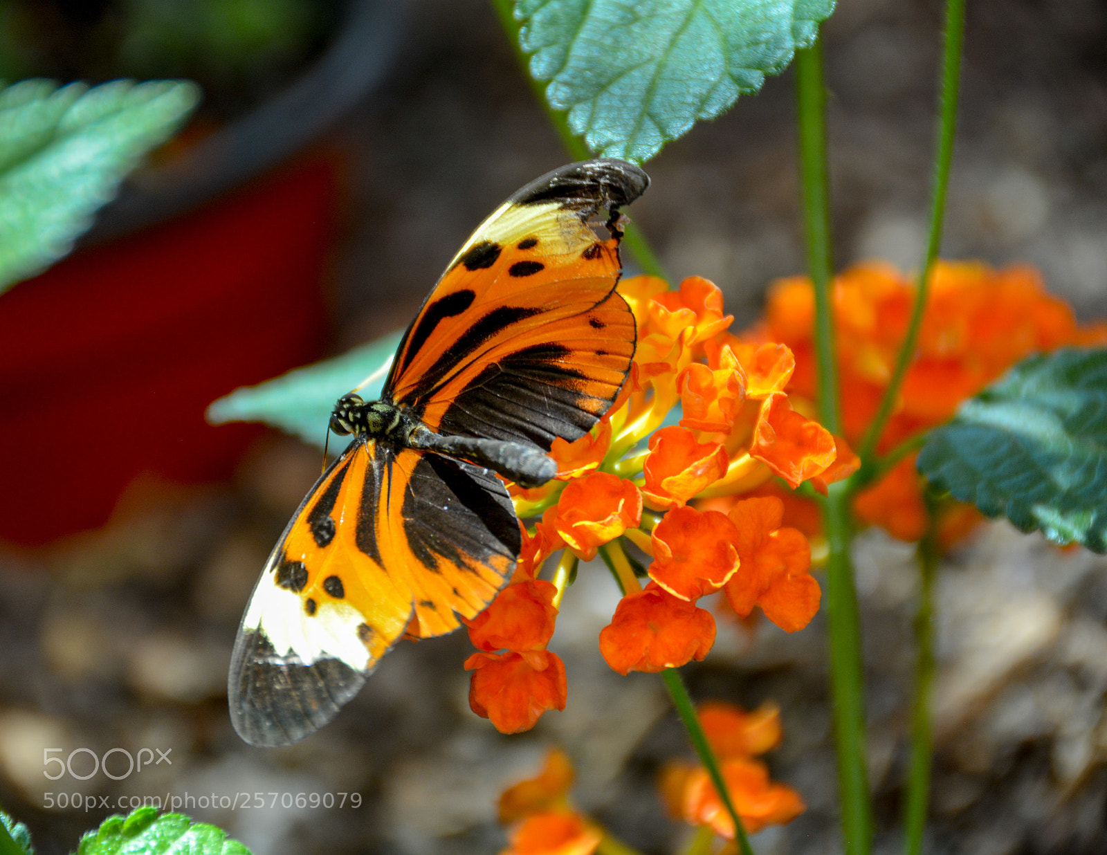 Nikon D7100 sample photo. Ismenius tiger butterfly photography