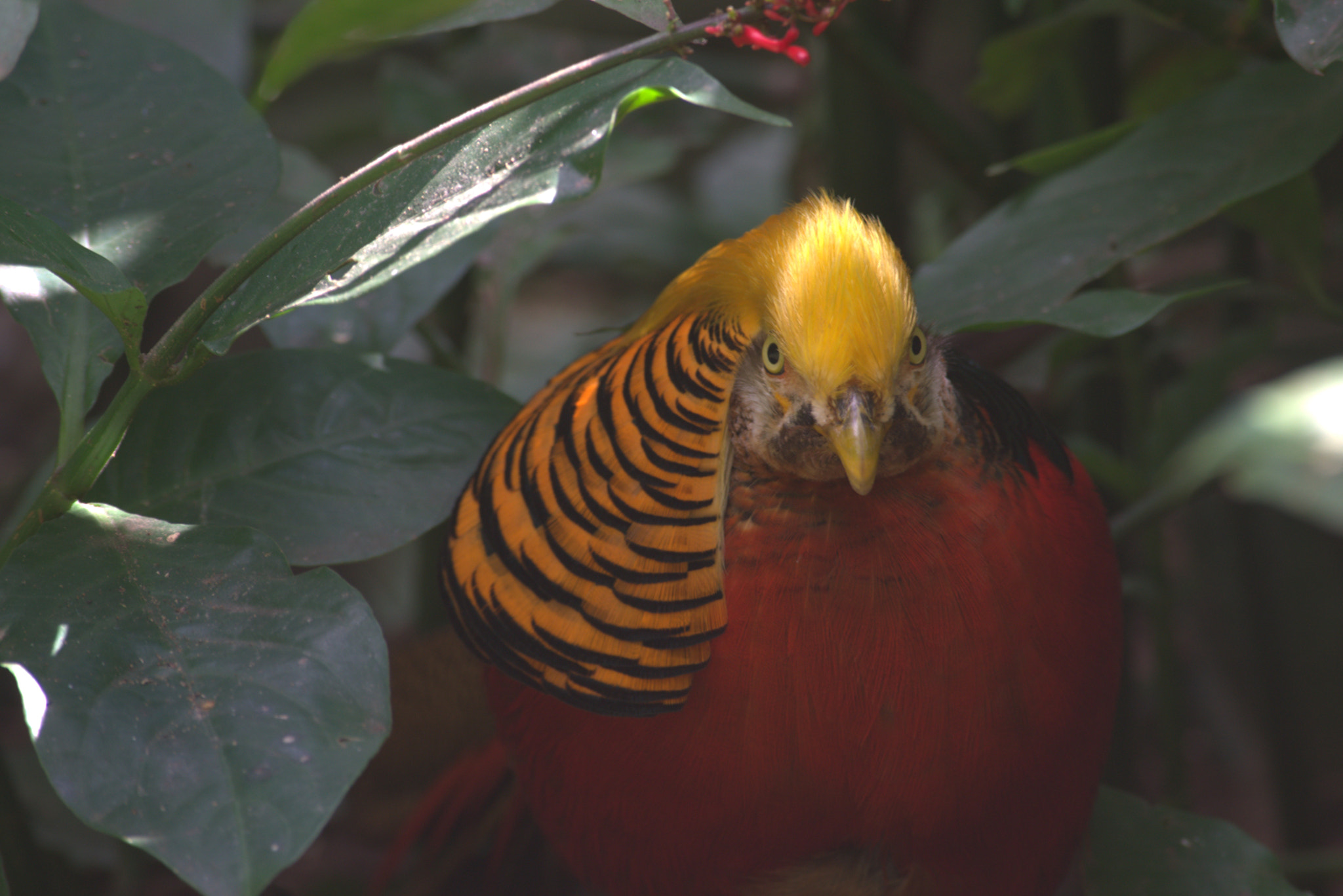 Nikon D3300 sample photo. Golden pheasant photography