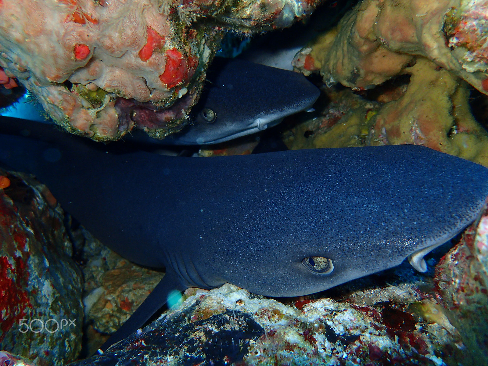 Olympus TG-4 sample photo. Juvenile whitetips sleeping photography