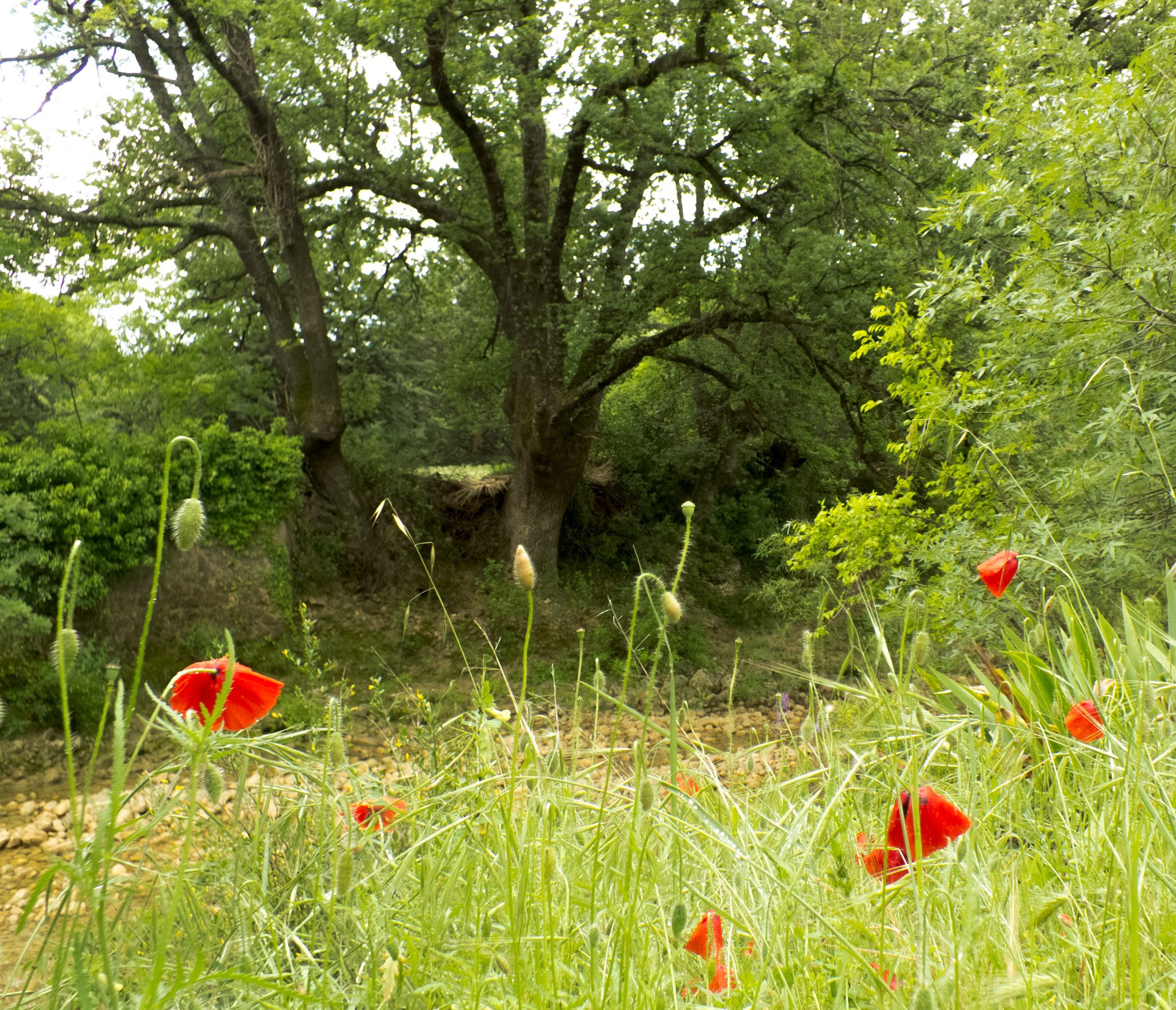 Fujifilm FinePix HS30EXR sample photo. Coquelicots & clappe photography