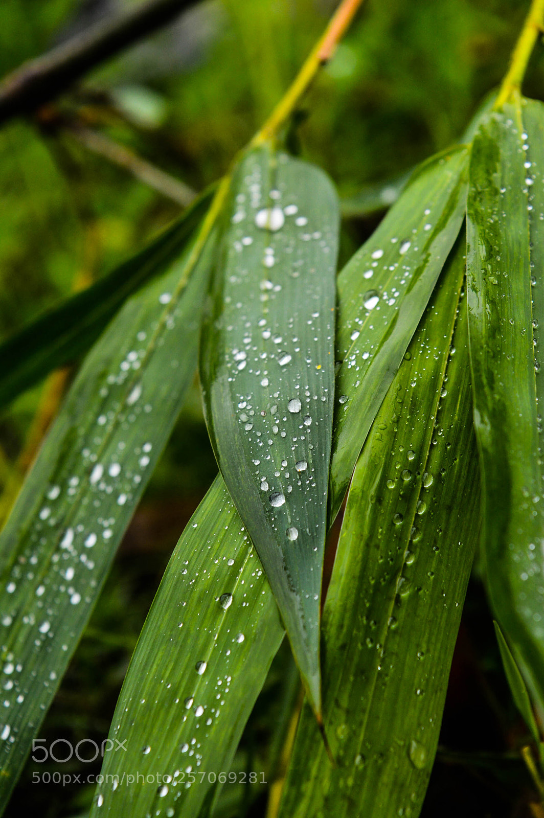 Nikon D3200 sample photo. Took a shower! photography