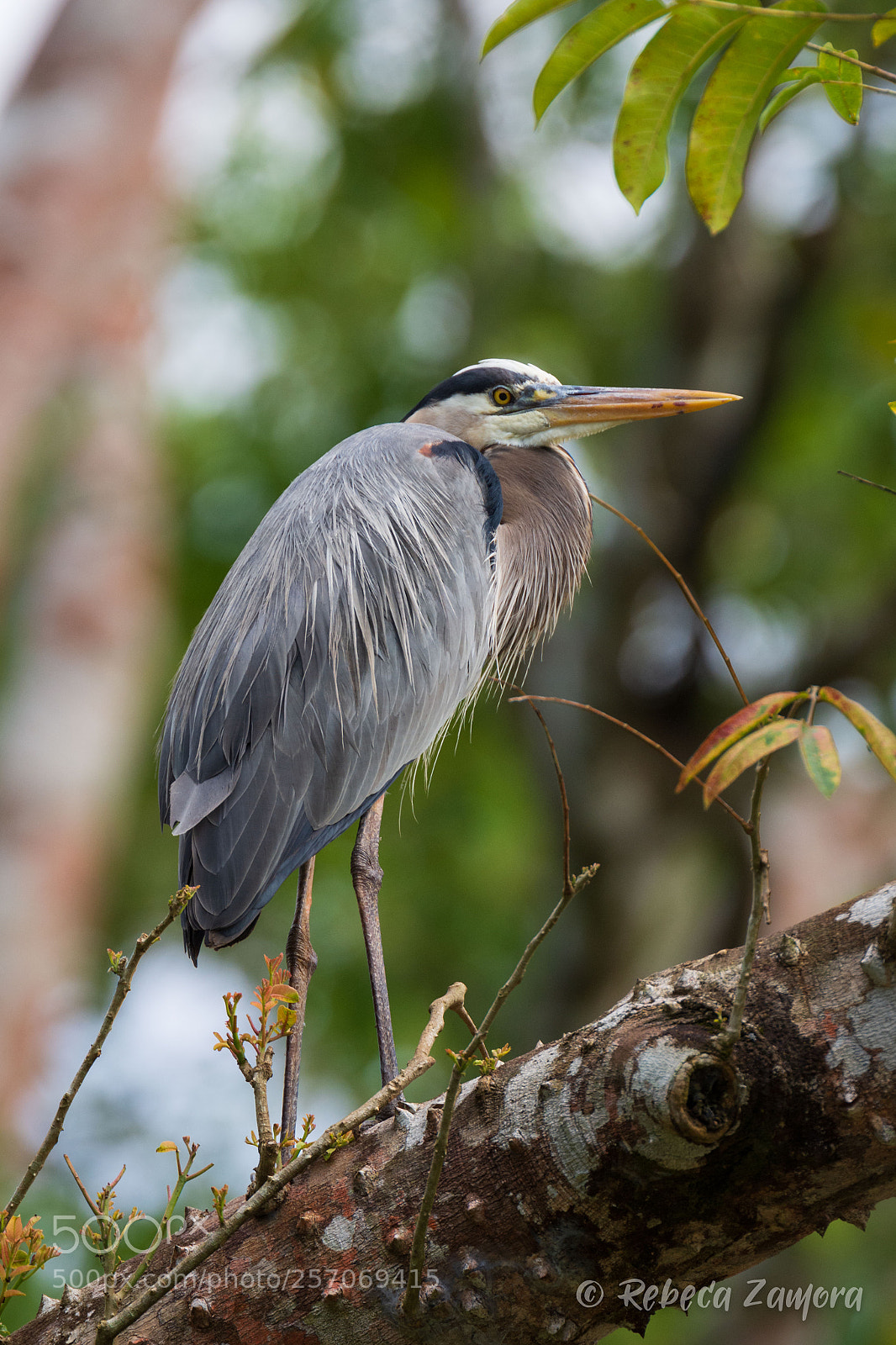 Nikon D7200 sample photo. Great blue heron at photography