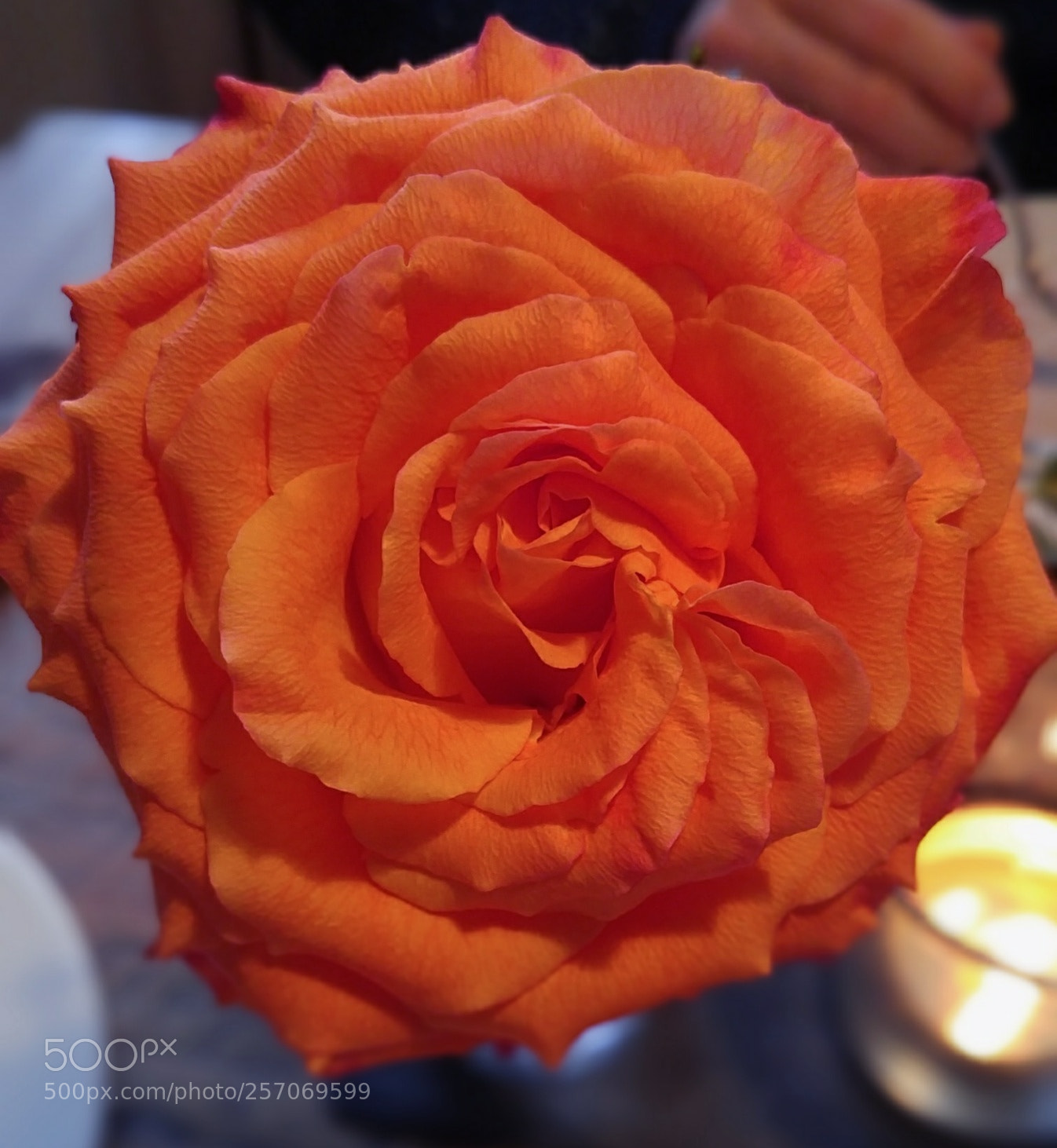 LG G4 sample photo. Rose photography