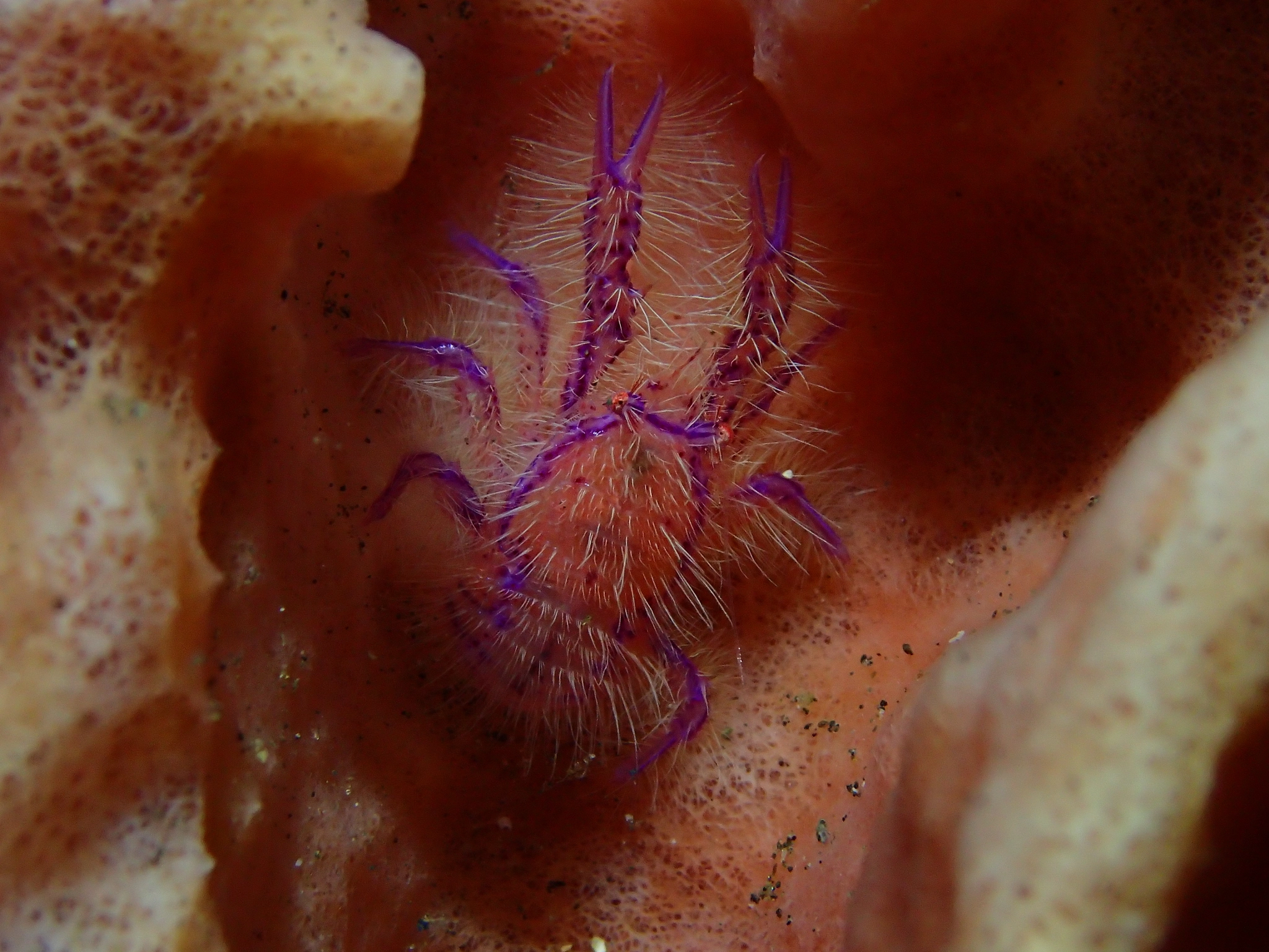 Olympus TG-4 sample photo. Hairy squat lobster, usat liberty photography