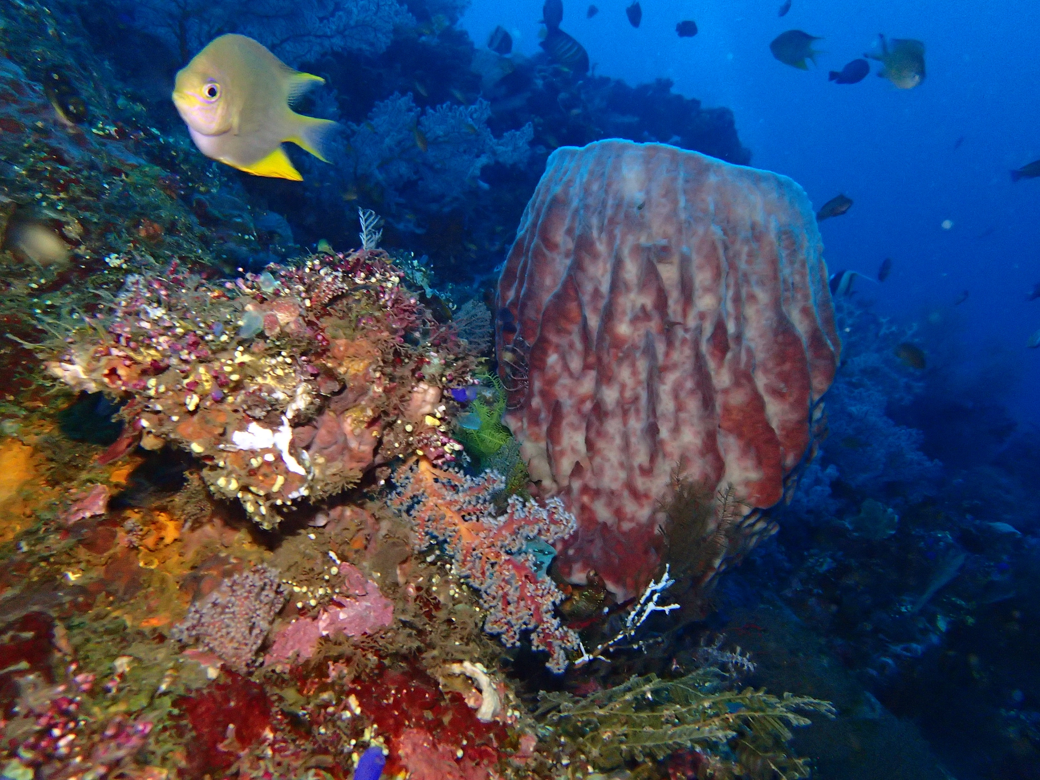 Olympus TG-4 sample photo. Barrel sponge, usat liberty photography