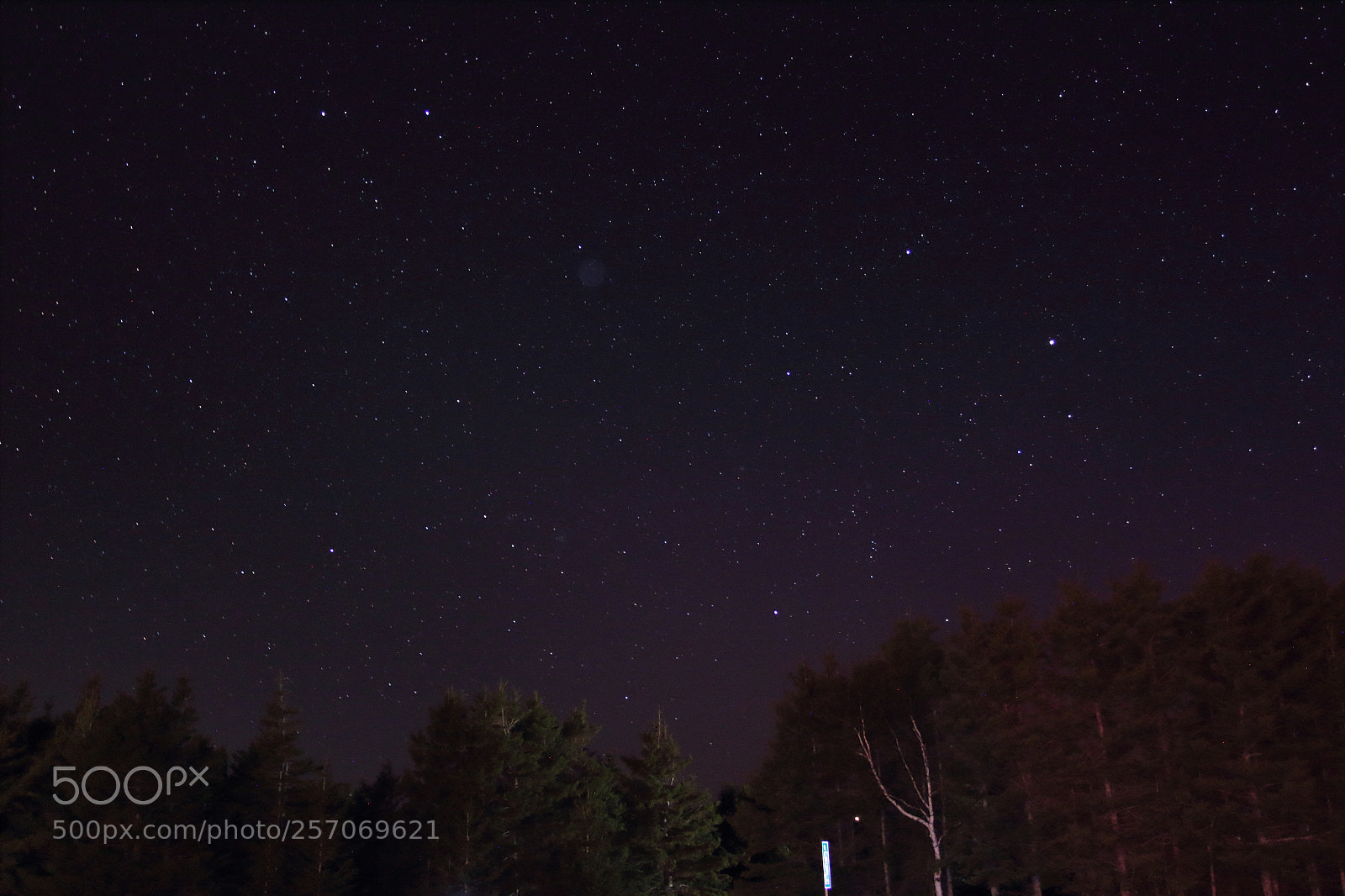 Canon EOS 60D sample photo. Stars behind trees photography
