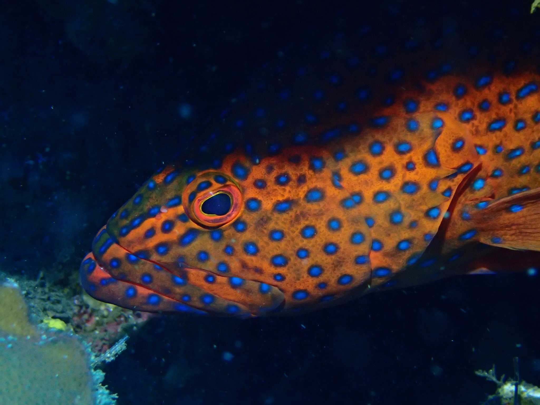 Olympus TG-4 sample photo. Coral grouper, usat liberty photography