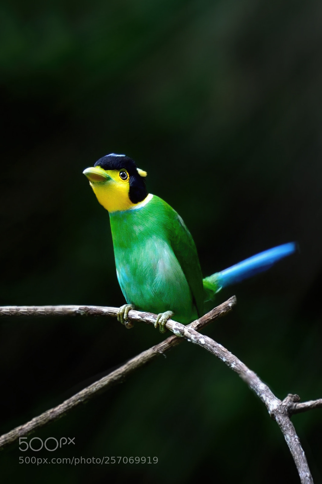 Nikon Df sample photo. Long-tailed broadbill photography