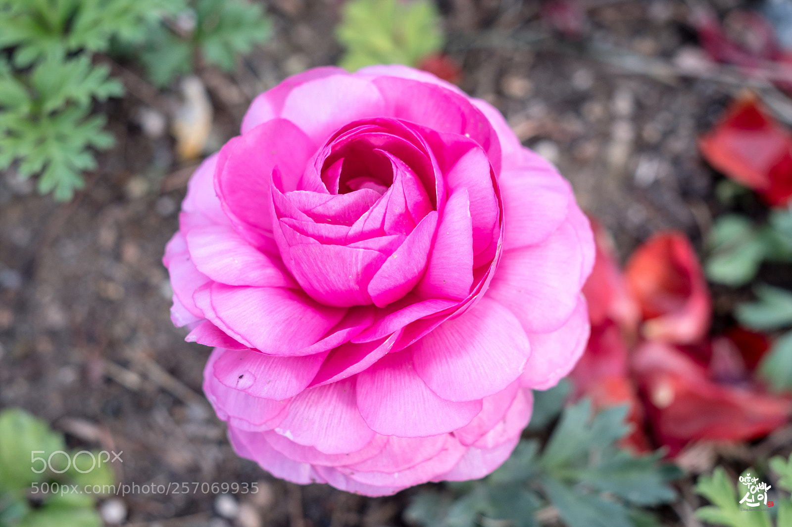Fujifilm X-T2 sample photo. Pink flower photography