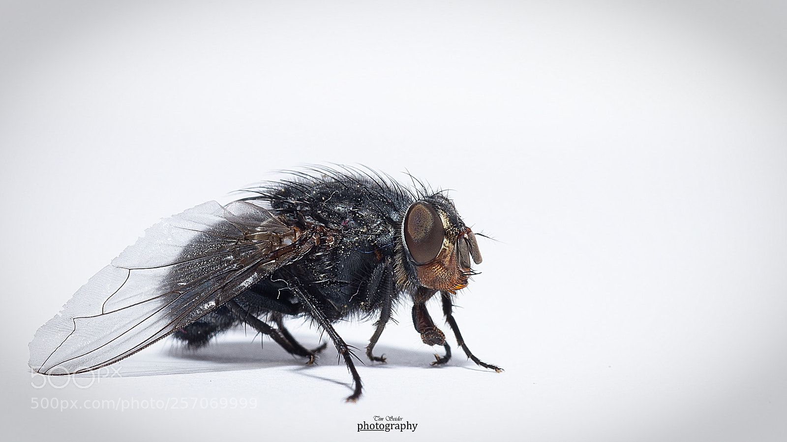 Nikon D610 sample photo. Microcosm photography