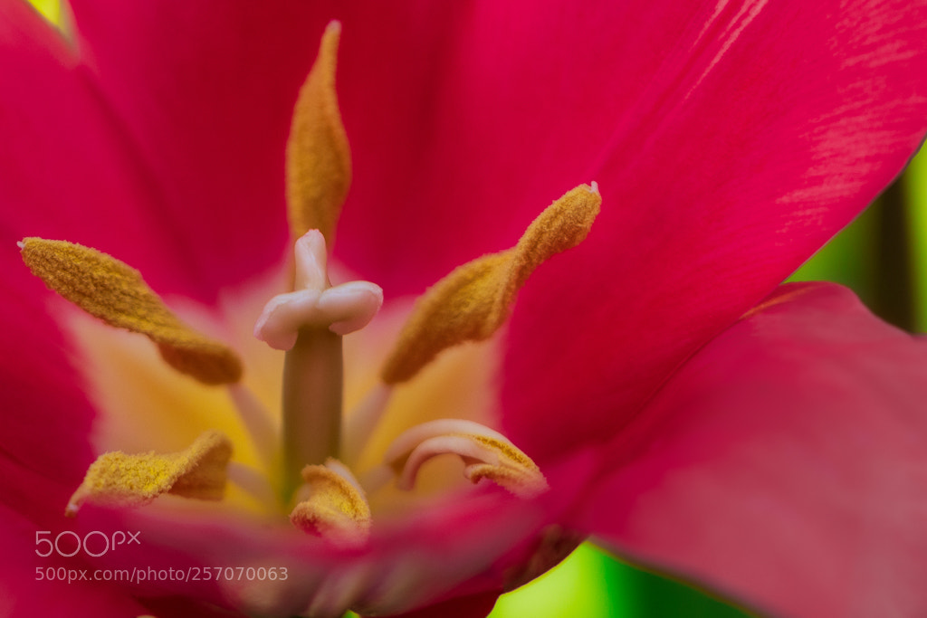 Sony a7R II sample photo. Tulip photography