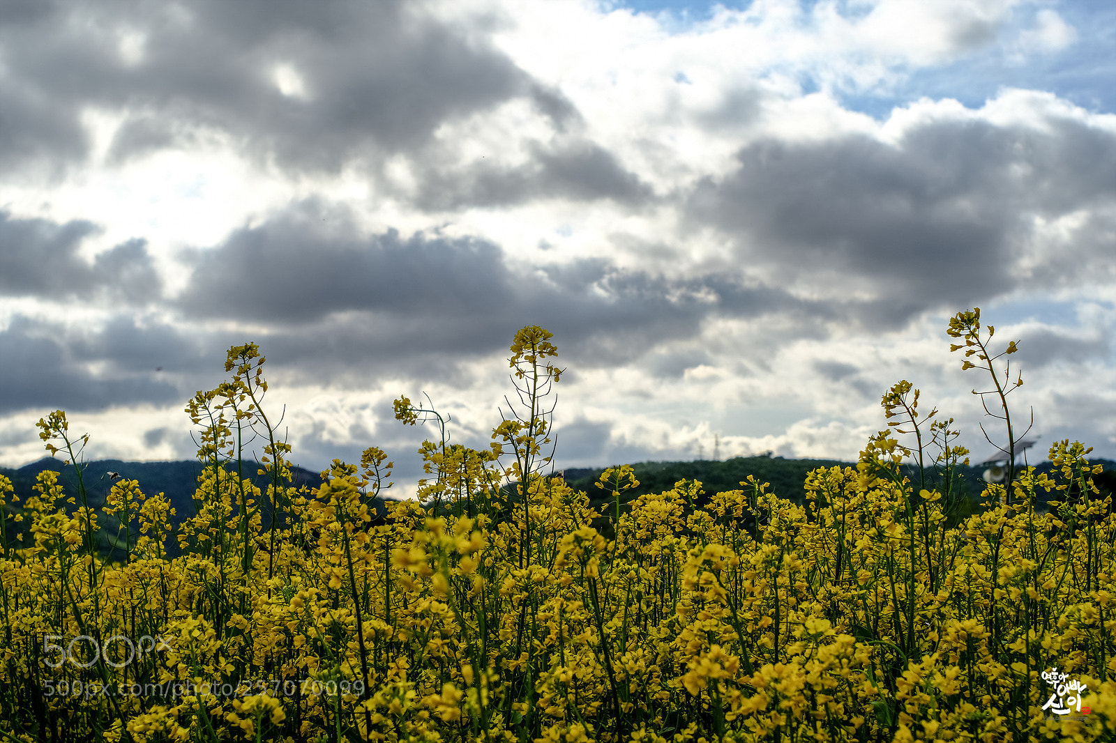 Fujifilm X-T2 sample photo. Holiday in guri photography