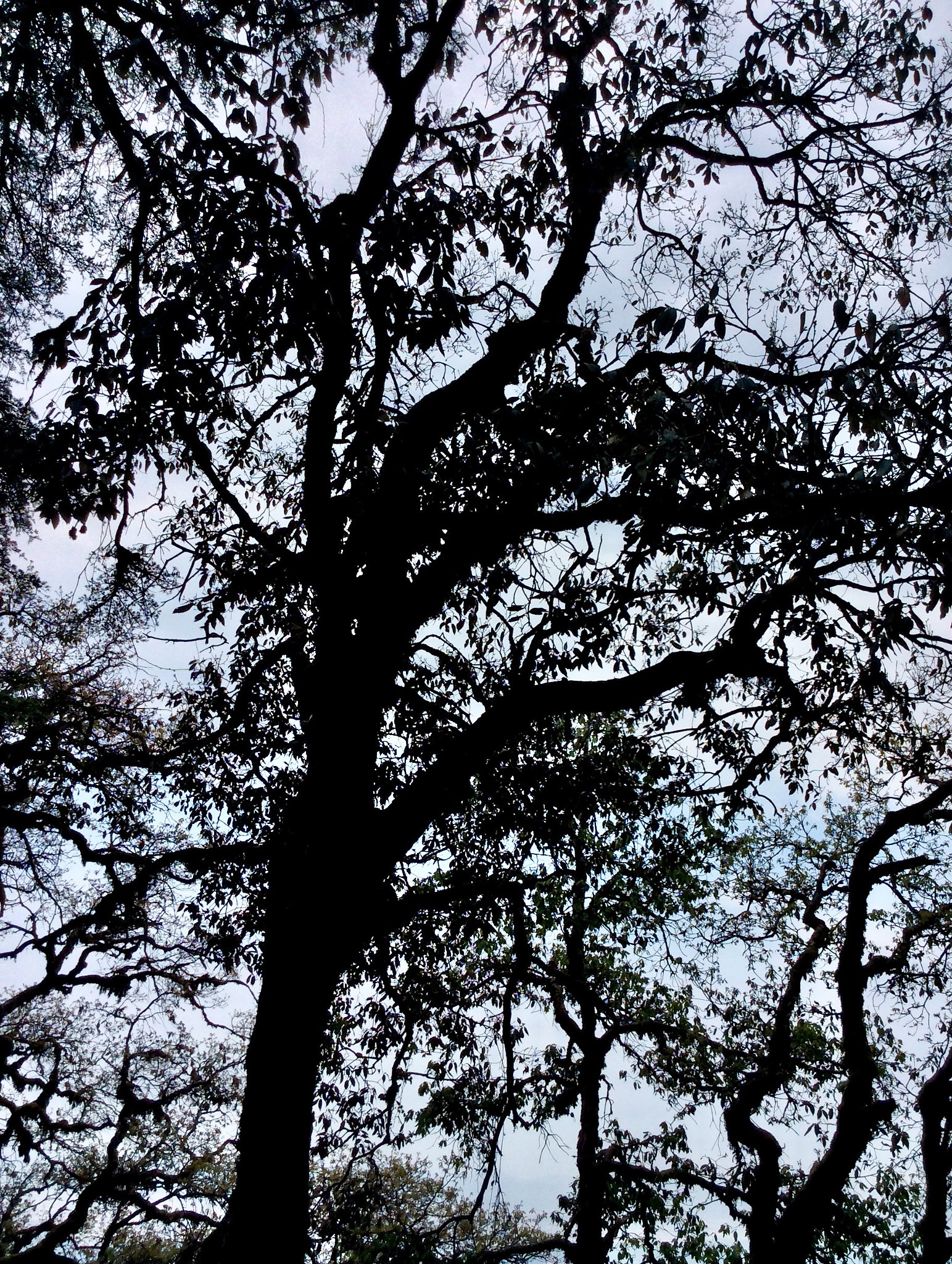 Apple iPad mini 2 sample photo. Sky through tree photography
