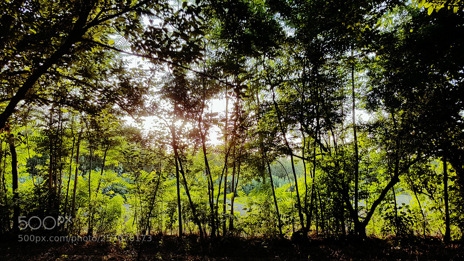 Samsung Galaxy S7 Edge sample photo. Forest sunshine.jpg photography