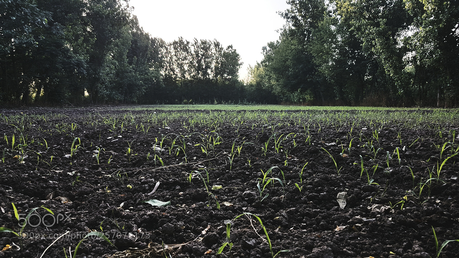 Samsung Galaxy S7 Edge sample photo. Corn field.jpg photography